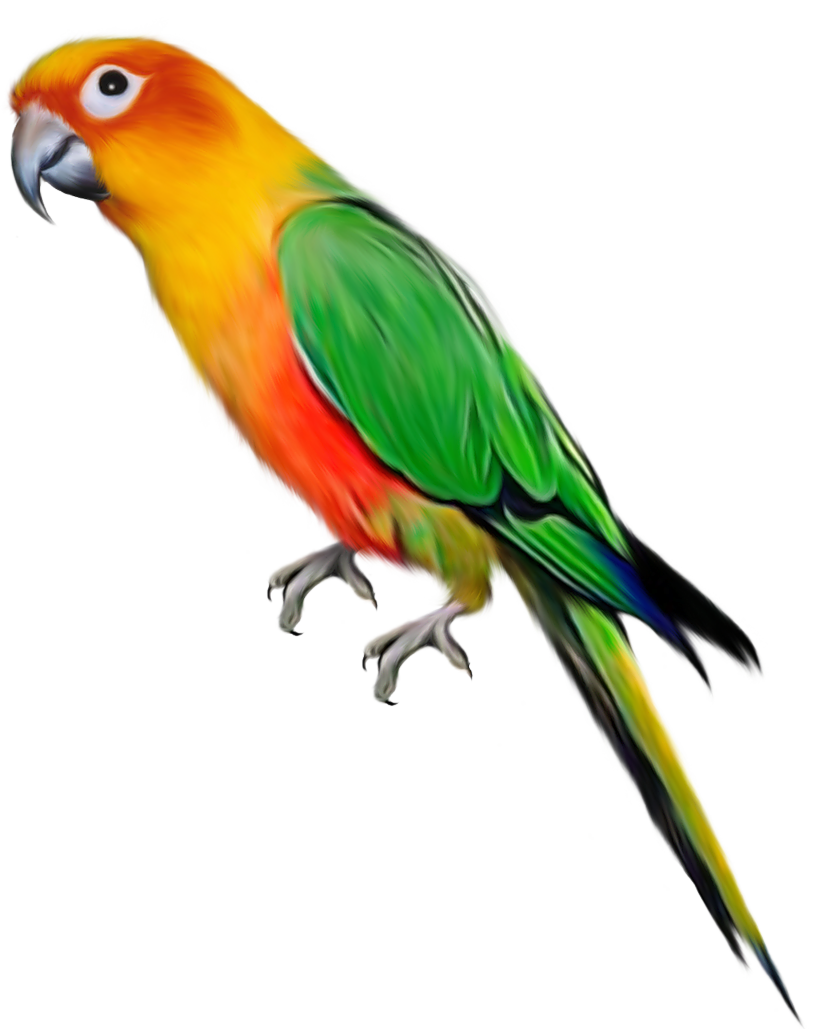 parrot_PNG713-(2).png